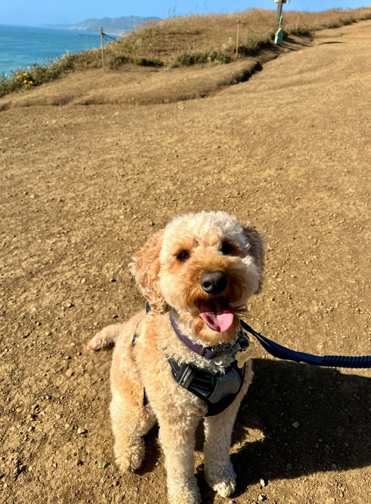 Custom Square Photo Magnet – 2.5” - Set of 6